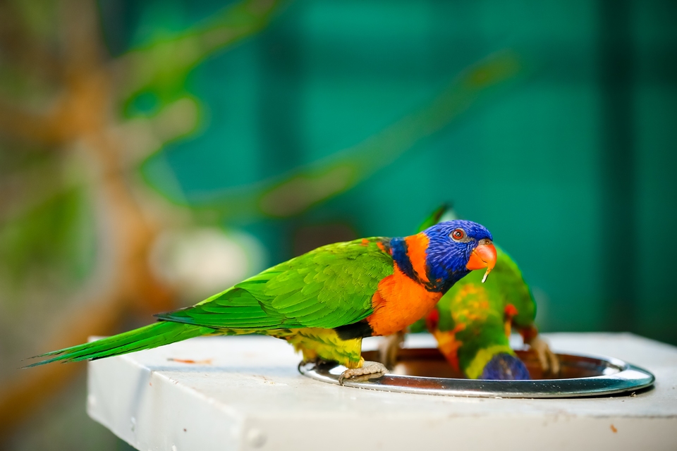 Bird Park at Ramoji Film City – exotic birds monsoon eco zone experience